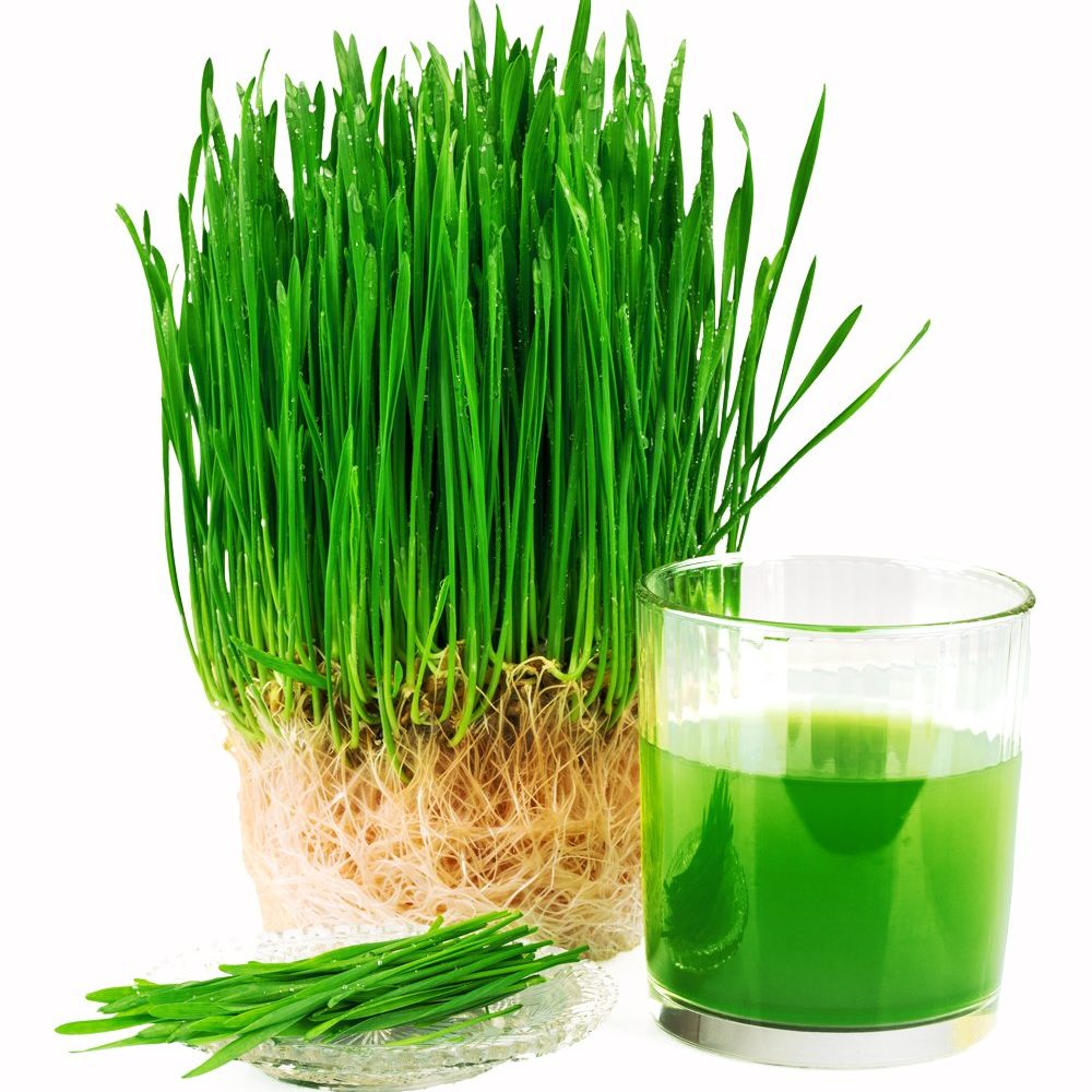 wheatgrass-vorpur-bd-juice